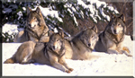 Wolf Pack